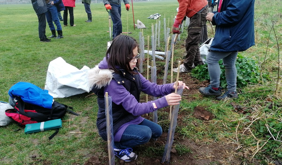 Menyw ifanc yn helpu i roi gwrych mewn cae ar ddiwrnod cymylog fel rhan o brosiect Porth y Morfa a Nature for Health.